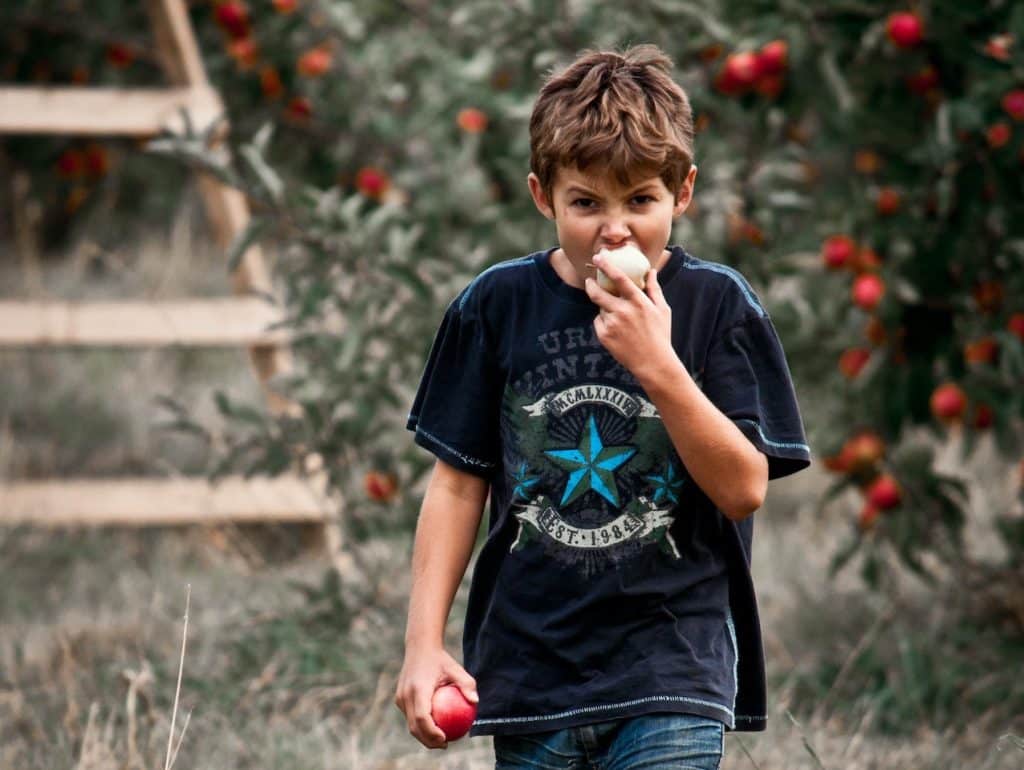 Mi hijo no come en algunos casos significa que no come todo lo que los padres quieres. En la imagen, niño come manzanas.