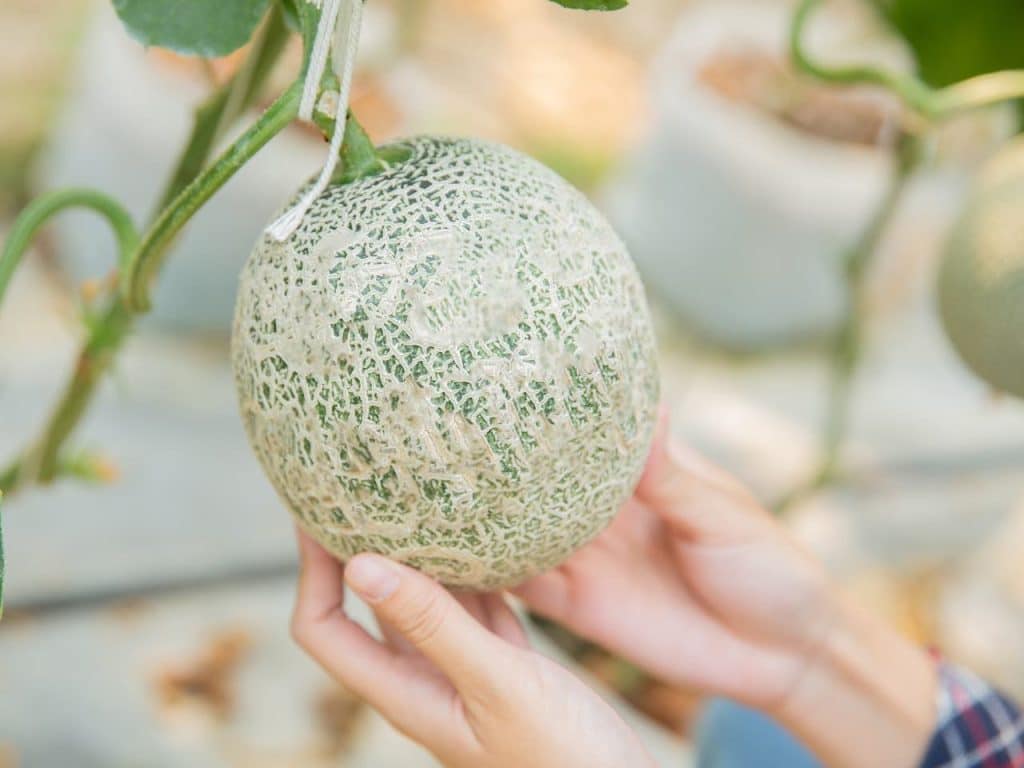 Hombre intenta elegir un melón