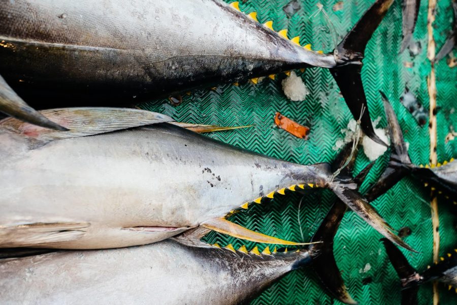 ¿Puede la pesca sostenible influir en la calidad y variedad de nuestras dietas?
