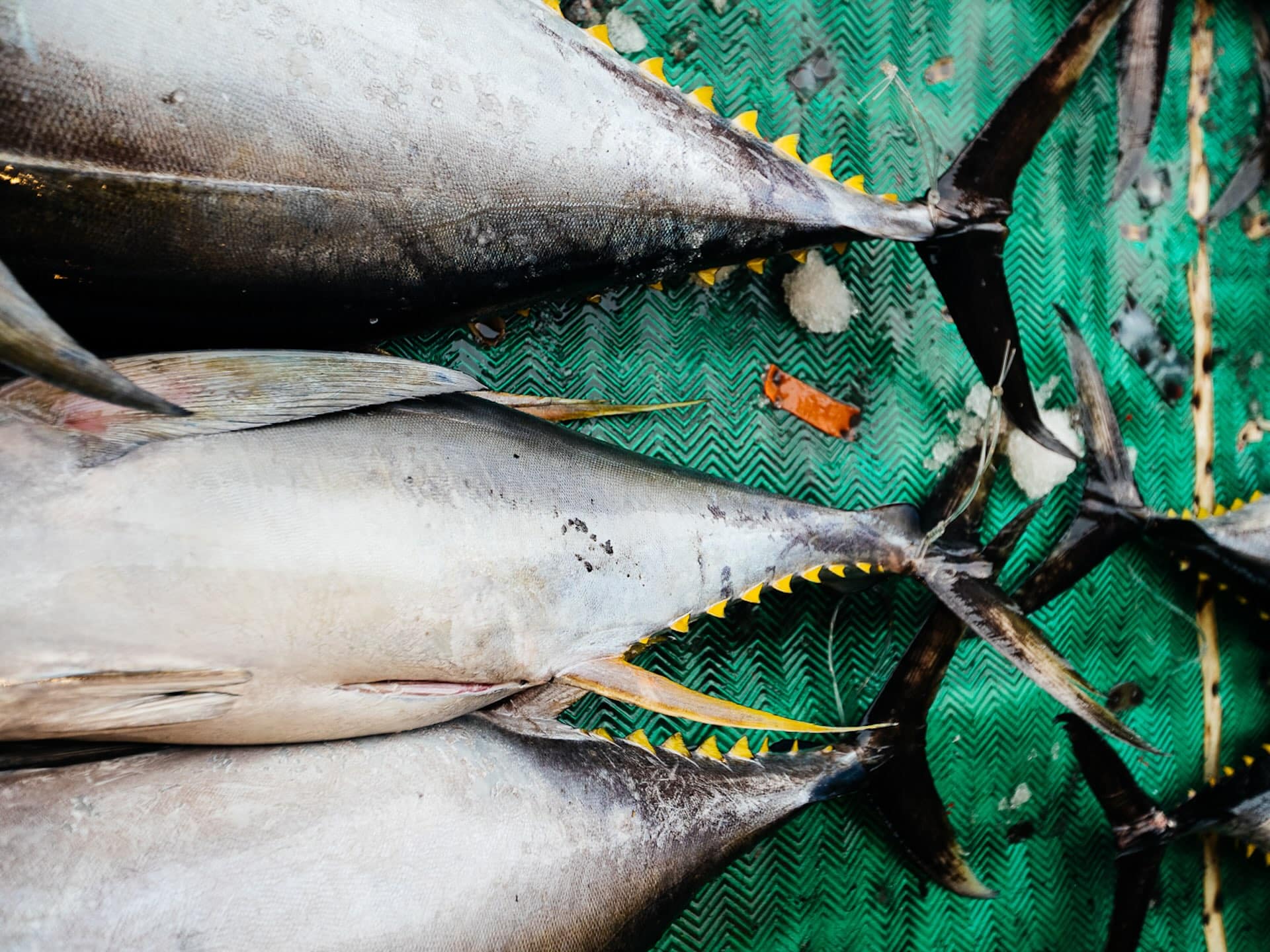 ¿Puede la pesca sostenible influir en la calidad y variedad de nuestras dietas?