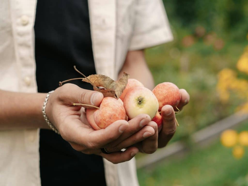 Hombre sostiene entre las manos distintos tipos de manzanas
