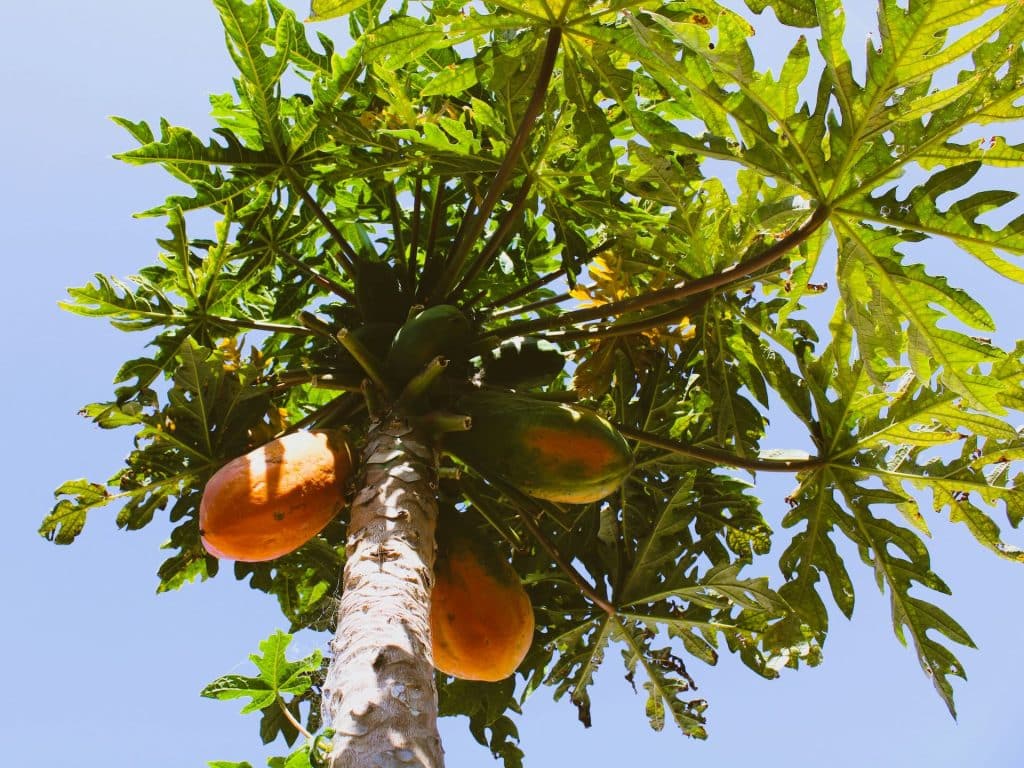 Papaya en el árbol