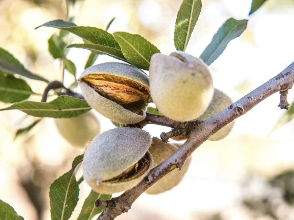 Almendras en el árbol