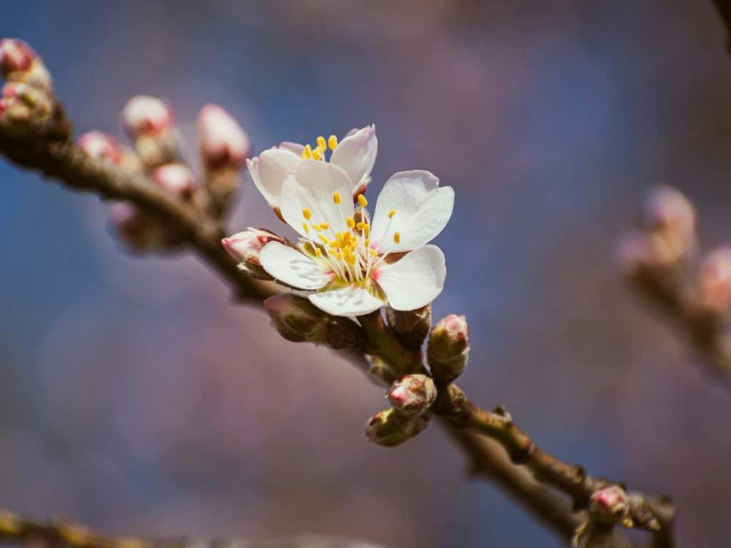 Almendro en flor