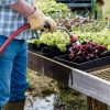 Lechuga: pocas calorías y mucha variedad