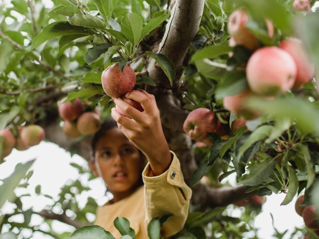 Niño cogiendo manzanas del árbol