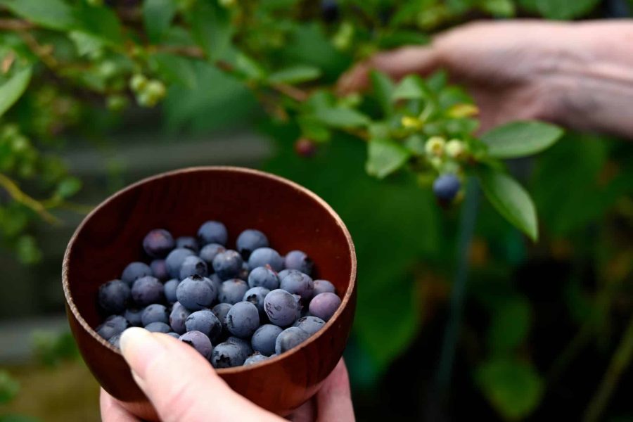 Verduras, frutas y otros alimentos bajos en carbohidratos