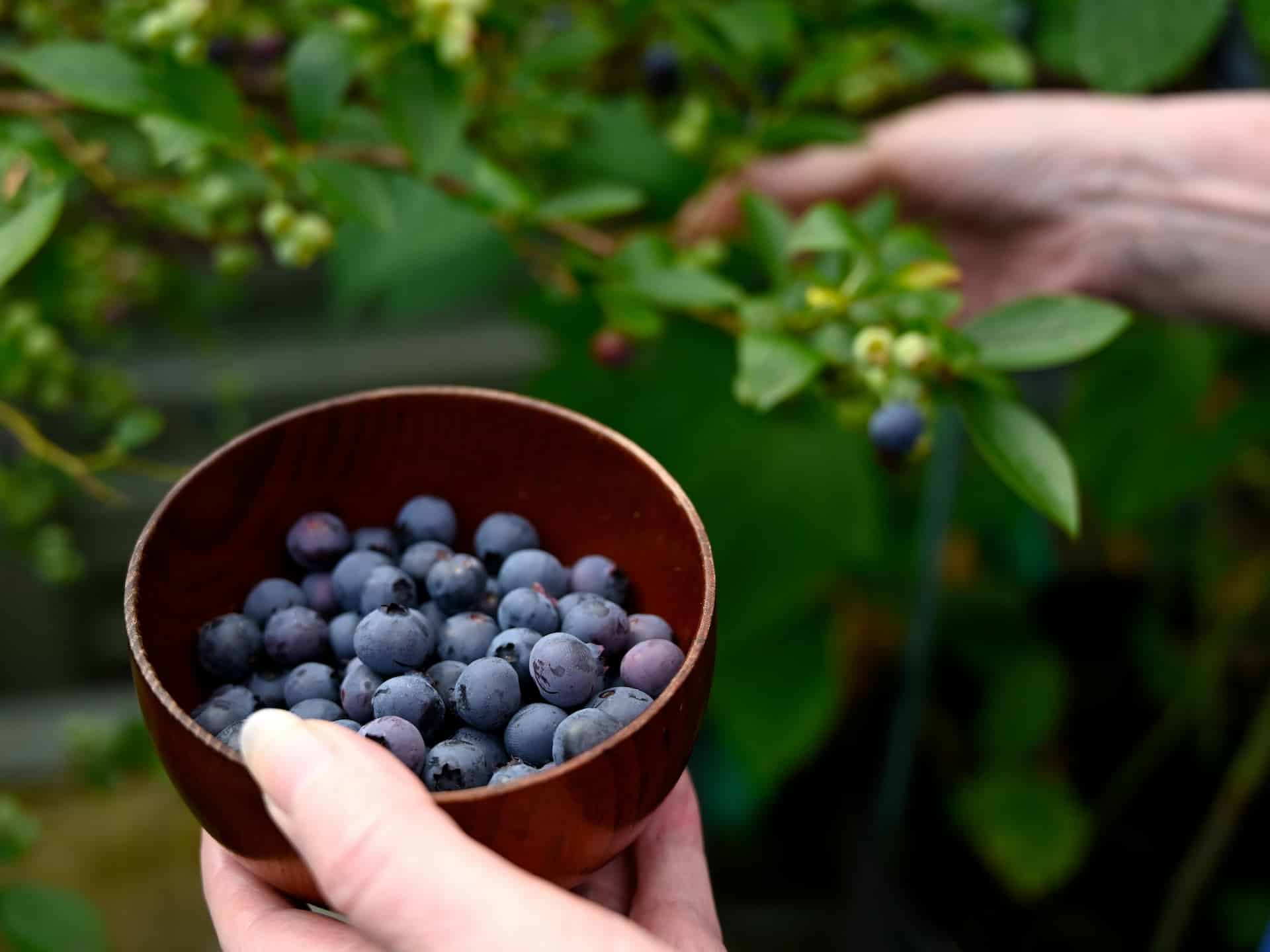 Verduras, frutas y otros alimentos bajos en carbohidratos