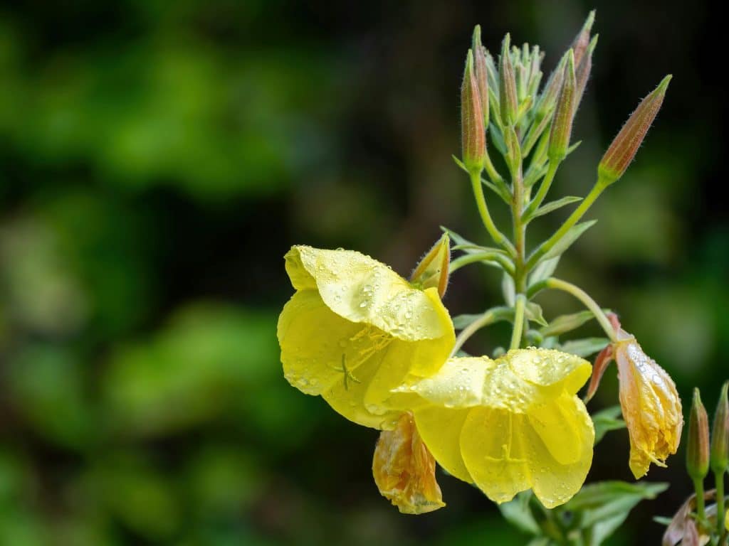 Flor de la que se extrae el aceite de onagra